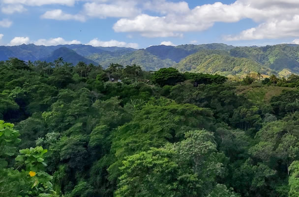 Baumspende Regenwald