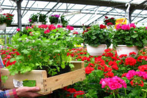 Warenwirtschaftssystem Software Gärtnerei Gartencenter