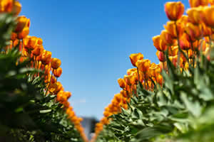 online warenwirtschaftssystem gärtnerei